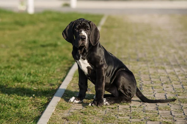 Puppy Great Dane Grass Stock Picture