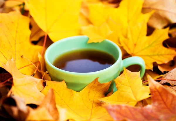 Xícara de café em folhas de bordo — Fotografia de Stock