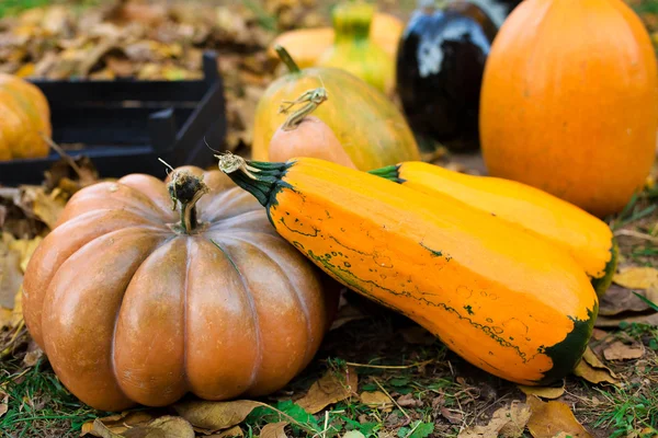 Zucche e foglie autunnali per Halloween Foto Stock Royalty Free