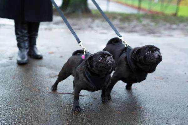 Mujer con lindos perros —  Fotos de Stock