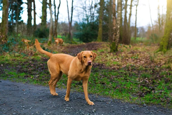 Niedlicher Hund beim Gassigehen — Stockfoto