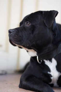 Güzel Stamfordshire boğa teriyeri köpek evin verandasında dinleniyor. 