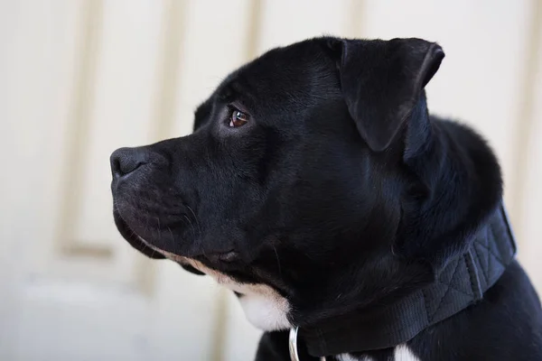 Schöne Staffordshire Bullterrier Hund Ruht Auf Der Veranda Des Hauses — Stockfoto