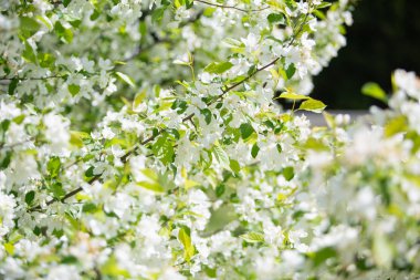 White flowers on a blooming tree with a soft background of green spring leaves and blue sky