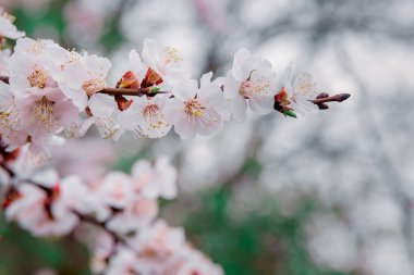 İlkbaharda açarlar, genç yapraklar, güneşli bir günde ısınırlar. Bahçedeki yeşil bir dalda kayısı çiçeği, yakın plan.
