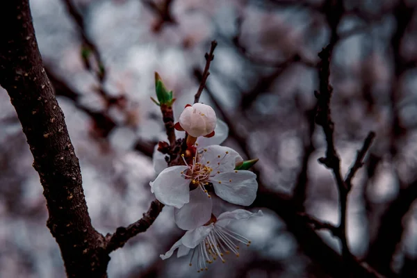 Floraison tendre au printemps, jeunes feuilles, réchauffement par une journée ensoleillée. belle jeune fleur d'abricot sur une branche verte dans le jardin, gros plan — Photo