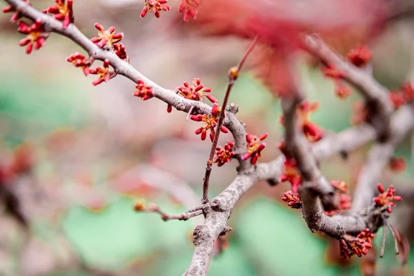 Zarte Blüte im Frühling, junge Blätter, wärmend an einem sonnigen Tag. schöne junge Aprikosenblüte auf einem grünen Zweig im Garten, Nahaufnahme — Stockfoto