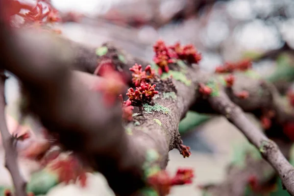 Zarte Blüte im Frühling, junge Blätter, wärmend an einem sonnigen Tag. schöne junge Aprikosenblüte auf einem grünen Zweig im Garten, Nahaufnahme — Stockfoto