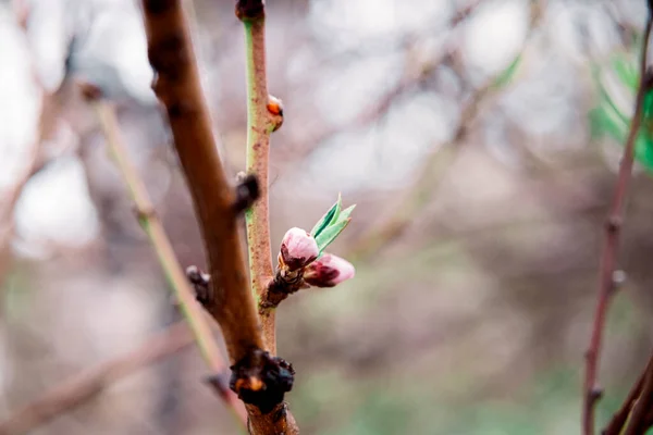Zarte Blüte im Frühling, junge Blätter, wärmend an einem sonnigen Tag. schöne junge Aprikosenblüte auf einem grünen Zweig im Garten, Nahaufnahme — Stockfoto