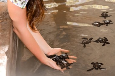 Girl holds small turtles in her hands, female hands take children out of the pool. saving animals in the Sea Turtles Conservation Research Project Center in Bentota, Sri Lanka clipart