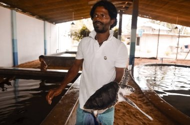 Bentota, SRI LANKA - 20 Şubat 2016: Büyük, sarı gagalı kaplumbağa tutan adam elleri. Bentota, Sri Lanka 'daki Deniz Kaplumbağaları Koruma Araştırma Projesi' nde hayvanları kurtarmak