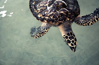 Büyük genç kaplumbağalar, Bentota, Sri Lanka 'daki Deniz Kaplumbağaları Koruma Araştırma Merkezi' nde hayvanları kurtarmak için suda yüzerler.