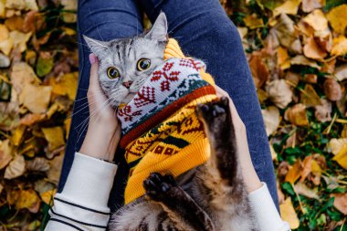 Sonbahar parkındaki bir kızın kollarında sırtüstü uzanmış süveter içindeki büyük gözlü sürpriz kedi. Kedi elbiselerini çıkarmaya çalışıyor.