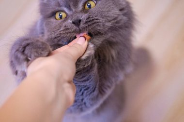 Kadın el, gri, uzun saçlı bir İngiliz kedisine yem veriyor. Kedi ellerinden yemek yer..