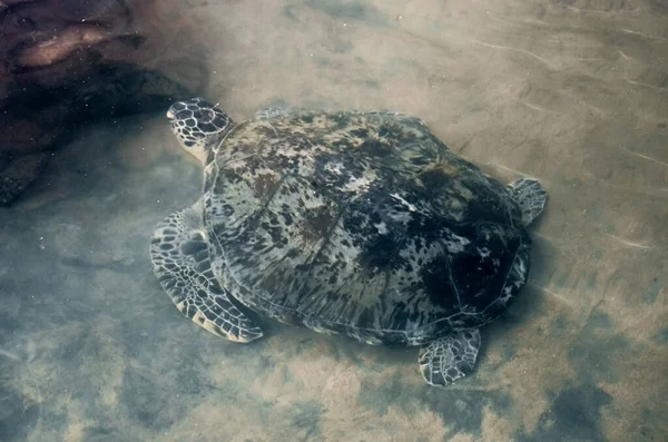 Büyük Genç Kaplumbağalar Bentota Sri Lanka Daki Deniz Kaplumbağaları Koruma — Stok fotoğraf