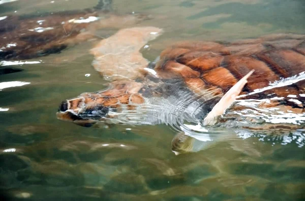 Grandes Tortugas Jóvenes Nadan Agua Contaminación Ambiental Ahorro Animales Centro — Foto de Stock