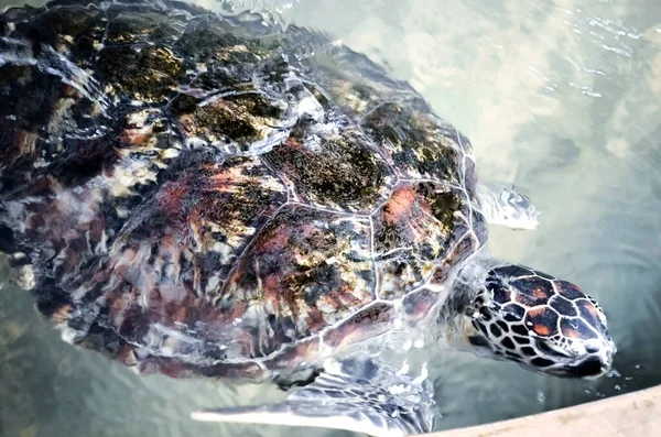 Büyük Genç Kaplumbağalar Bentota Sri Lanka Daki Deniz Kaplumbağaları Koruma — Stok fotoğraf