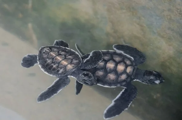 Küçük Çocuk Kaplumbağalar Okyanusun Sualtı Dünyasında Havuzda Yüzerler Bentota Sri — Stok fotoğraf