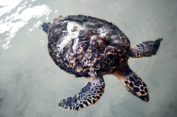 在斯里兰卡本土大的海龟保护研究中心 大海龟在水里游泳 污染环境 拯救动物 — 图库照片