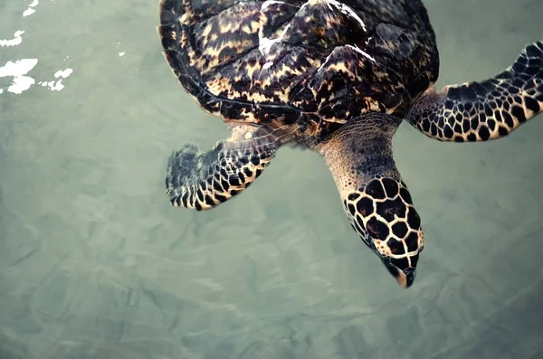 Big Young Turtles Swim Water Environmental Pollution Saving Animals Sea — Stock Photo, Image