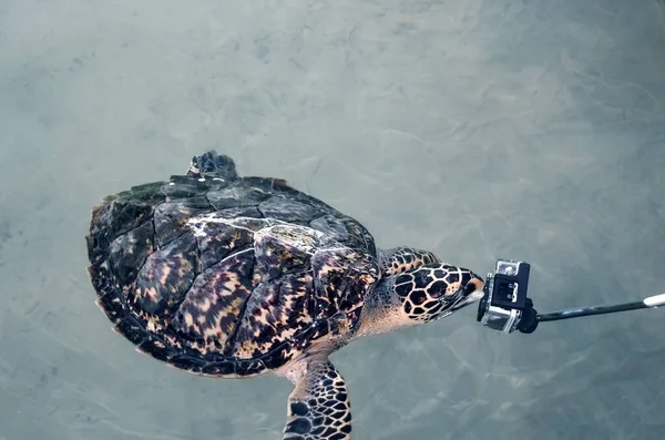 Okyanusta Kameranın Yanında Yüzen Güzel Bir Kaplumbağa Altında Çekim Yapan — Stok fotoğraf