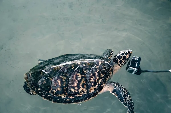 Beautiful big turtle swim in ocean near camera, video filming  underwater, volunteer watching underwater world. attacked camera. saving animal in Sea Conservation Research Project in Bentota, Sri Lank