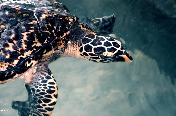 Kura Kura Muda Besar Berenang Air Polusi Lingkungan Menyelamatkan Hewan — Stok Foto