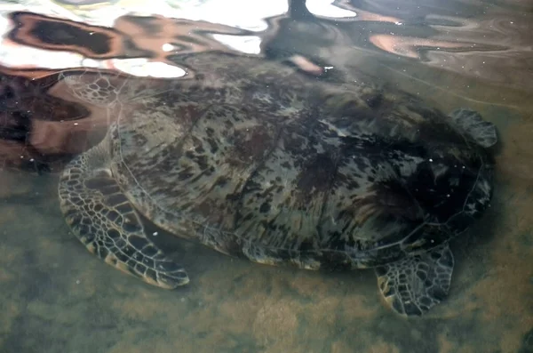 Büyük Genç Kaplumbağalar Bentota Sri Lanka Daki Deniz Kaplumbağaları Koruma — Stok fotoğraf