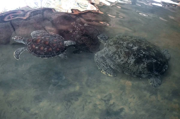 Büyük Genç Kaplumbağalar Bentota Sri Lanka Daki Deniz Kaplumbağaları Koruma — Stok fotoğraf