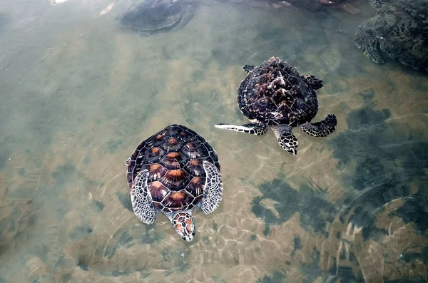 Grandes Tortugas Jóvenes Nadan Agua Contaminación Ambiental Ahorro Animales Centro — Foto de Stock