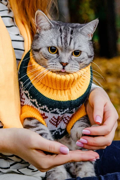 Gato Sorprendido Con Grandes Ojos Suéter Sienta Las Manos Una —  Fotos de Stock