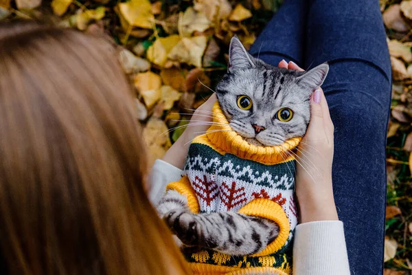 Gato Sorprendido Con Grandes Ojos Suéter Encuentra Sobre Espalda Los — Foto de Stock