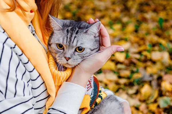 surprised cat with big eyes in a sweater lies on his back in the arms of a girl in an autumn park. cat trying to take off clothes