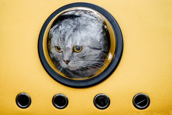 cat sitting in a yellow cat space carrier with a porthole window, animal travel