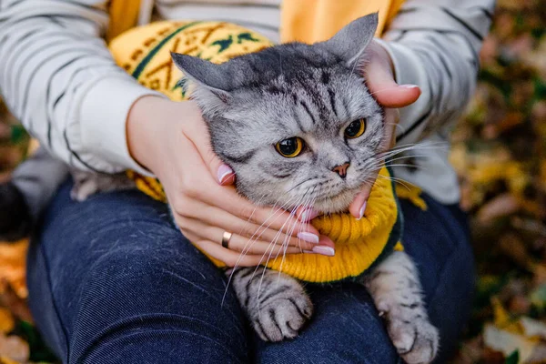 surprised cat with big eyes in a sweater lies on his back in the arms of a girl in an autumn park. cat trying to take off clothes