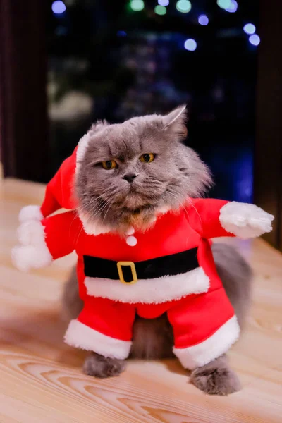 Szary Puszysty Piękny Kot Garniturze Świętego Mikołaja Stoi Podłodze Wigilia — Zdjęcie stockowe