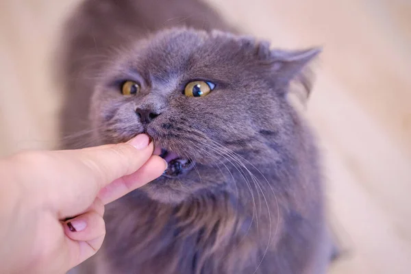 Mano Femenina Comer Gato Británico Pelo Largo Gris Gato Come —  Fotos de Stock