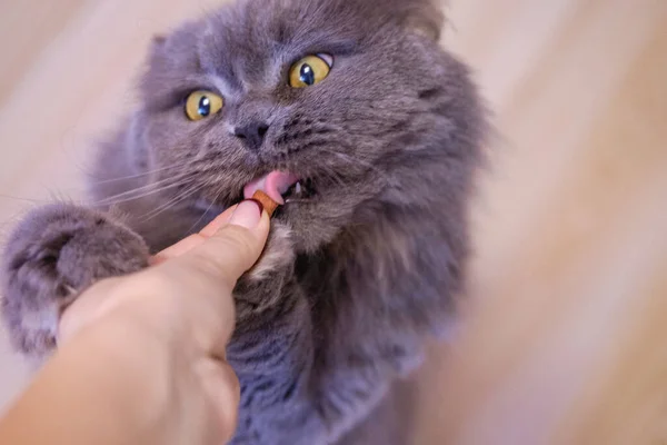 Mano Femenina Comer Gato Británico Pelo Largo Gris Gato Come —  Fotos de Stock