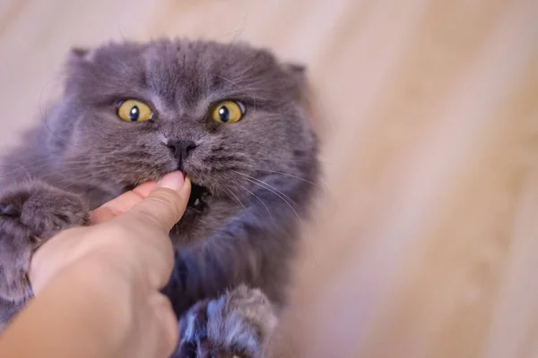 Female Hand Gives Feed Gray Big Long Haired British Cat — Stock Photo, Image