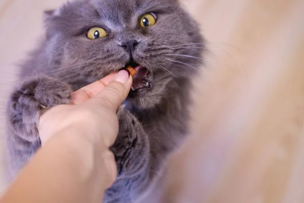 Mano Femenina Comer Gato Británico Pelo Largo Gris Gato Come —  Fotos de Stock