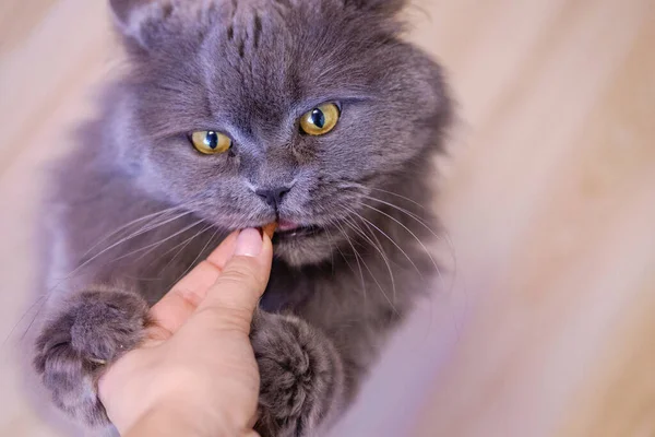 Mano Femenina Comer Gato Británico Pelo Largo Gris Gato Come — Foto de Stock