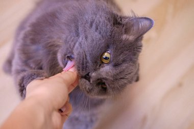 Kadın el, gri, uzun saçlı bir İngiliz kedisine yem veriyor. Kedi ellerinden yemek yer..
