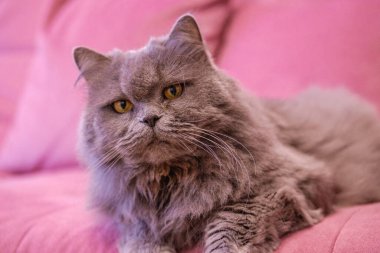 Gri, uzun saçlı İngiliz kedisinin ağzı pembe bir kanepede uzanıyor. Yeni yıl tatillerinde kilo alma, obezite, kedi için diyet. Gücenmiş, şirin, katlanmış İngiliz...