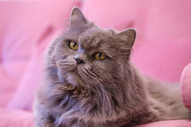 Gri, uzun saçlı İngiliz kedisinin ağzı pembe bir kanepede uzanıyor. Yeni yıl tatillerinde kilo alma, obezite, kedi için diyet. Gücenmiş, şirin, katlanmış İngiliz...