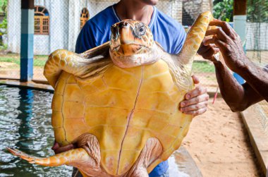 Adamın elinde büyük, sarı gagalı bir kaplumbağa var. Bentota, Sri Lanka 'daki Deniz Kaplumbağaları Koruma Araştırma Projesi' nde hayvanları kurtarmak.
