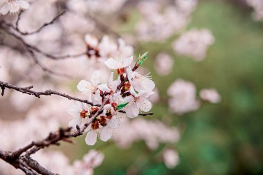 İlkbaharda açarlar, genç yapraklar, güneşli bir günde ısınırlar. Bahçedeki yeşil bir dalda kayısı çiçeği, yakın plan..