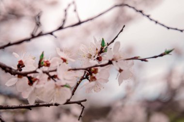 İlkbaharda açarlar, genç yapraklar, güneşli bir günde ısınırlar. Bahçedeki yeşil bir dalda kayısı çiçeği, yakın plan..