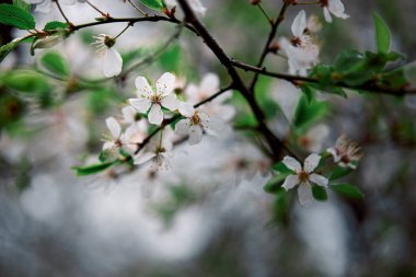 İlkbaharda açarlar, genç yapraklar, güneşli bir günde ısınırlar. Bahçedeki yeşil bir dalda kayısı çiçeği, yakın.