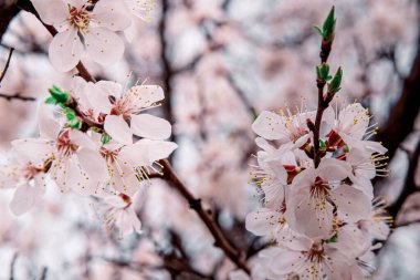 İlkbaharda açarlar, genç yapraklar, güneşli bir günde ısınırlar. Bahçedeki yeşil bir dalda kayısı çiçeği, yakın.