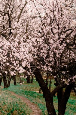 İlkbaharda açarlar, genç yapraklar, güneşli bir günde ısınırlar. Bahçedeki yeşil bir dalda kayısı çiçeği, yakın.